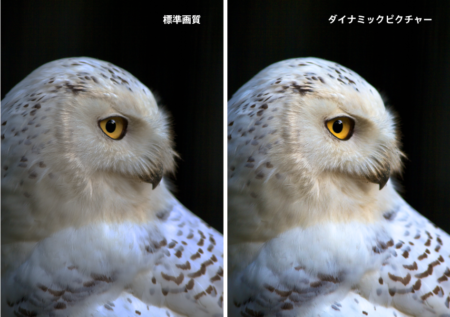 白フクロウの写真2枚